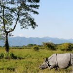 Assam’s wildlife tourism boosts local economy as visitor numbers cross 1 lakh at Manas and Pobitora: Himanta Biswa Sarma !