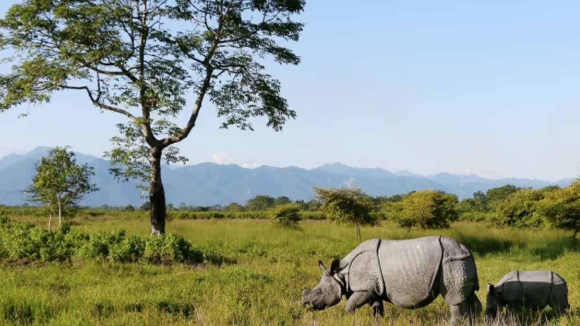 Assam’s wildlife tourism boosts local economy as visitor numbers cross 1 lakh at Manas and Pobitora: Himanta Biswa Sarma !